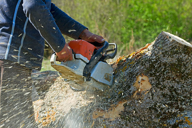 The Steps Involved in Our Tree Care Process in Woodhaven, MI